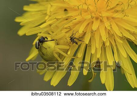 Stock Image - "Goldenrod Crab Spider or Flower Crab Spider (Misumena vatia), Upper Austria, Austria, Europe". Fotosearch