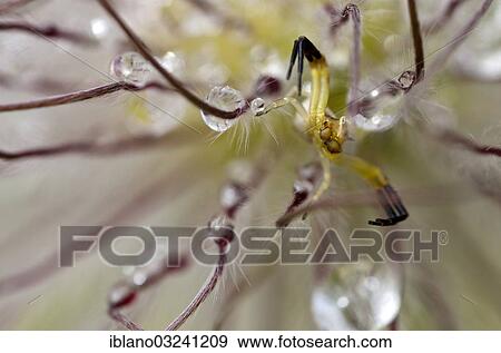 Stock Photo - "Goldenrod Crab Spider or Flower Crab Ppider (Misumena vatia), male, Feldthurns, South Tyrol province, Trentino-Alto Adige, Italy, Europe". Fotosearch