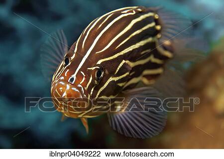 "Goldenstriped soapfish (Grammistes sexlineatus), Great Barrier Reef, Pacific, Australia, Oceania" View Large Photo Image Stock Image - "Goldenstriped soapfish (Grammistes sexlineatus), Great Barrier Reef, Pacific, Australia, Oceania". Fotosearch