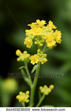 Stock Photography - "Goldentuft alyssum, Basket of Gold, Rock alyssum or Rock Madwort (Alyssum saxatile), in flower, North Rhine-Westphalia, Germany, Europe". Fotosearch