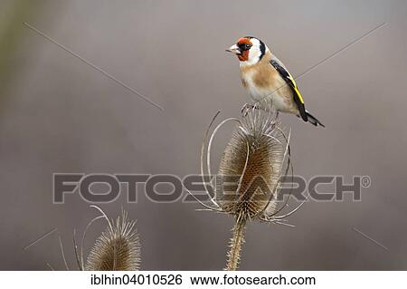 Stock Photograph - "Goldfinch (Carduelis carduelis), male, foraging on a teasel, Middle Elbe Biosphere Reserve, Saxony-Anhalt, Germany, Europe". Fotosearch