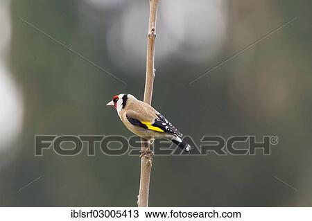 "Goldfinch (Carduelis carduelis), Fuldabruck, Fuldabruck, Hesse, Germany, Europe" View Large Photo Image Stock Image - "Goldfinch (Carduelis carduelis), Fuldabruck, Fuldabruck, Hesse, Germany, Europe". Fotosearch