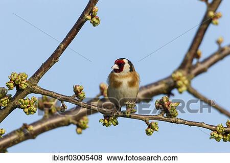 "Goldfinch (Carduelis carduelis), Fuldabruck, Fuldabruck, Hesse, Germany, Europe" View Large Photo Image Stock Photo - "Goldfinch (Carduelis carduelis), Fuldabruck, Fuldabruck, Hesse, Germany, Europe". Fotosearch