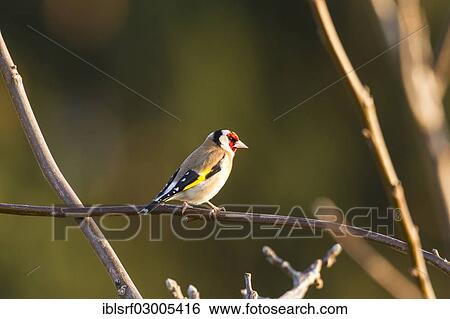 "Goldfinch (Carduelis carduelis), Fuldabruck, Fuldabruck, Hesse, Germany, Europe" View Large Photo Image Stock Photograph - "Goldfinch (Carduelis carduelis), Fuldabruck, Fuldabruck, Hesse, Germany, Europe". Fotosearch