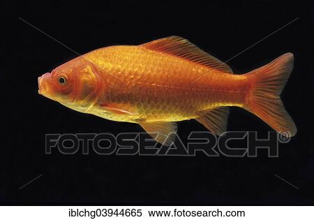 Stock Photography - "Goldfish (Carassius auratus auratus), captive, France, Europe". Fotosearch