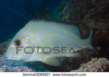 "Goldspotted Sweetlips or Lemonfish (Plectorhinchus flavomaculatus), Balnek, Palawan, Busuanga Island, Calamian Islands, Palawan, Mimaropa, Philippines, Asia" View Large Photo Image Stock Photo - "Goldspotted Sweetlips or Lemonfish (Plectorhinchus flavomaculatus), Balnek, Palawan, Busuanga Island, Calamian Islands, Palawan, Mimaropa, Philippines, Asia". Fotosearch