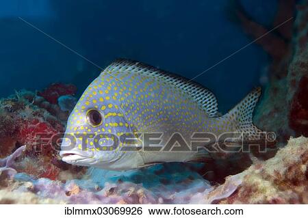 "Goldspotted Sweetlips or Lemonfish (Plectorhinchus flavomaculatus), Balnek, Palawan, Busuanga Island, Calamian Islands, Palawan, Mimaropa, Philippines, Asia" View Large Photo Image Stock Photograph - "Goldspotted Sweetlips or Lemonfish (Plectorhinchus flavomaculatus), Balnek, Palawan, Busuanga Island, Calamian Islands, Palawan, Mimaropa, Philippines, Asia". Fotosearch