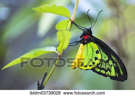 "Goliath Birdwing (Ornithoptera goliath samson hybrid), Bali, Indonesia, Asia" View Large Photo Image Stock Photo - "Goliath Birdwing (Ornithoptera goliath samson hybrid), Bali, Indonesia, Asia". Fotosearch