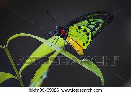Stock Photograph - "Goliath Birdwing (Ornithoptera goliath samson hybrid), Bali, Indonesia, Asia". Fotosearch