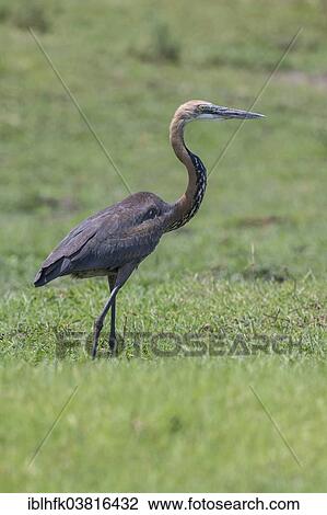 Stock Image - "Goliath Heron (Ardea goliath), Botswana, Africa". Fotosearch