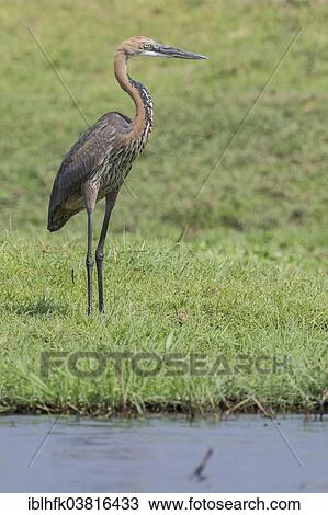 Stock Image - "Goliath Heron (Ardea goliath), Botswana, Africa". Fotosearch