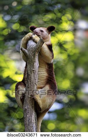 Stock Image - "Goodfellow's Tree Kangaroo (Dendrolagus goodfellowi buergersi), native to Australia, captive, climbing, Neuwied, Rhineland-Palatinate, Germany, Europe". Fotosearch