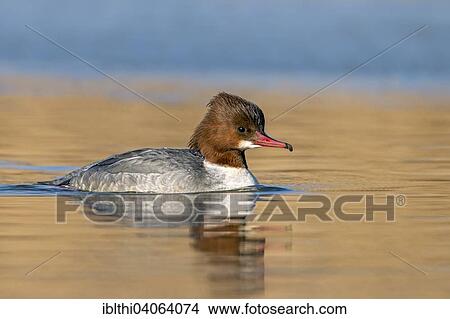 "Goosander (Mergus merganser), female, breeding plumage, Middle Elbe Biosphere Reserve, Saxony-Anhalt, Germany, Europe" View Large Photo Image Picture - "Goosander (Mergus merganser), female, breeding plumage, Middle Elbe Biosphere Reserve, Saxony-Anhalt, Germany, Europe". Fotosearch