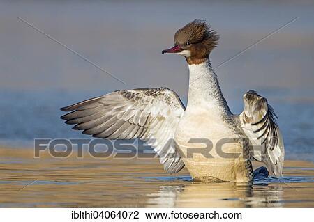 "Goosander (Mergus merganser), female, breeding plumage, flapping wings, Middle Elbe Biosphere Reserve, Saxony-Anhalt, Germany, Europe" View Large Photo Image Stock Image - "Goosander (Mergus merganser), female, breeding plumage, flapping wings, Middle Elbe Biosphere Reserve, Saxony-Anhalt, Germany, Europe". Fotosearch