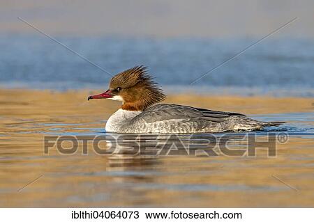 "Goosander (Mergus merganser), female, breeding plumage, Middle Elbe Biosphere Reserve, Saxony-Anhalt, Germany, Europe" View Large Photo Image Stock Image - "Goosander (Mergus merganser), female, breeding plumage, Middle Elbe Biosphere Reserve, Saxony-Anhalt, Germany, Europe". Fotosearch