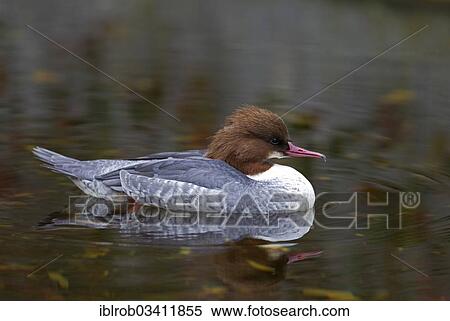 "Goosander (Mergus merganser), female, Innsbruck Zoo, Innsbruck, Innsbruck-Stadt District, North Tyrol, Tyrol, Austria, Europe" View Large Photo Image Stock Photography - "Goosander (Mergus merganser), female, Innsbruck Zoo, Innsbruck, Innsbruck-Stadt District, North Tyrol, Tyrol, Austria, Europe". Fotosearch