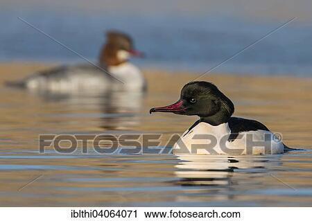 "Goosander (Mergus merganser), male, female, breeding plumage, Middle Elbe Biosphere Reserve, Saxony-Anhalt, Germany, Europe" View Large Photo Image Stock Image - "Goosander (Mergus merganser), male, female, breeding plumage, Middle Elbe Biosphere Reserve, Saxony-Anhalt, Germany, Europe". Fotosearch
