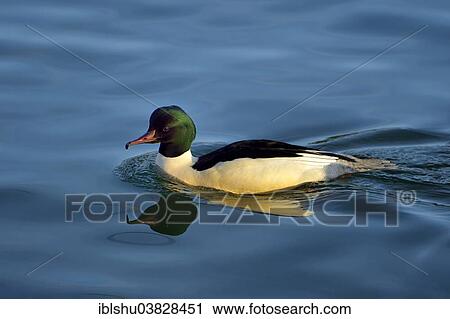 Stock Image - "Goosander or Common Merganser (Mergus merganser), drake, on water, Switzerland, Europe". Fotosearch