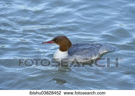 "Goosander or Common Merganser (Mergus merganser), female, on water, Switzerland, Europe" View Large Photo Image Stock Image - "Goosander or Common Merganser (Mergus merganser), female, on water, Switzerland, Europe". Fotosearch