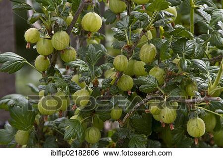 "Gooseberry fruits (Ribes uva-crispa, Ribes grossularia) on plant" View Large Photo Image Stock Photograph - "Gooseberry fruits (Ribes uva-crispa, Ribes grossularia) on plant". Fotosearch