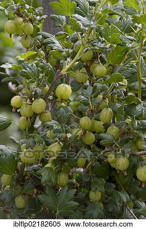 "Gooseberry fruits (Ribes uva-crispa, Ribes grossularia) on plant" View Large Photo Image Stock Photography - "Gooseberry fruits (Ribes uva-crispa, Ribes grossularia) on plant". Fotosearch