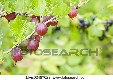 Stock Photo - Gooseberry plant (Ribes uva-crispa) in garden with fruits hanging from the branches. Fotosearch