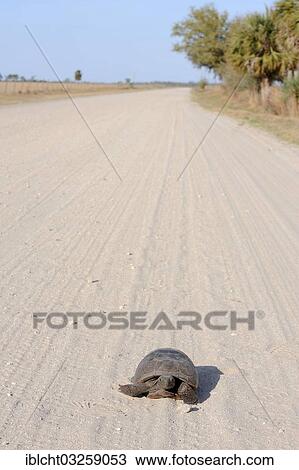 "Gopher Tortoise (Gopherus polyphemus) on an unpaved road, Florida, United States, North America" View Large Photo Image Stock Image - "Gopher Tortoise (Gopherus polyphemus) on an unpaved road, Florida, United States, North America". Fotosearch