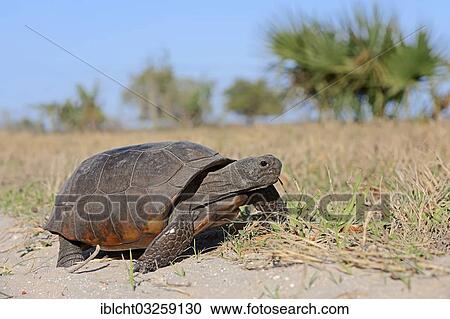 Stock Image - "Gopher Tortoise (Gopherus polyphemus), Florida, United States, North America". Fotosearch