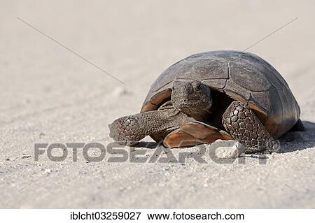 Stock Photo - "Gopher Tortoise (Gopherus polyphemus), Florida, United States, North America". Fotosearch