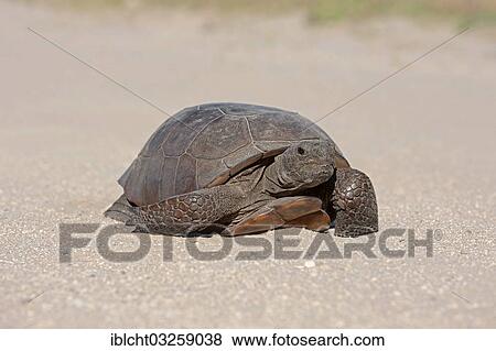 "Gopher Tortoise (Gopherus polyphemus), Florida, United States, North America" View Large Photo Image Stock Photo - "Gopher Tortoise (Gopherus polyphemus), Florida, United States, North America". Fotosearch