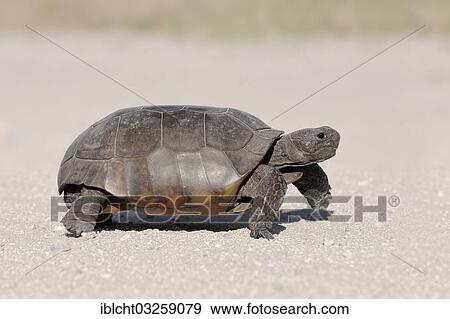 "Gopher Tortoise (Gopherus polyphemus), Florida, United States, North America" View Large Photo Image Stock Photo - "Gopher Tortoise (Gopherus polyphemus), Florida, United States, North America". Fotosearch