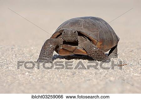 Stock Photograph - "Gopher Tortoise (Gopherus polyphemus), Florida, United States, North America". Fotosearch