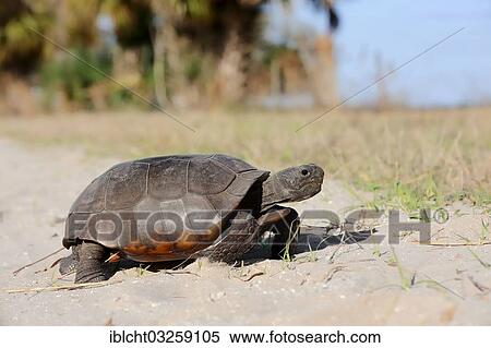 "Gopher Tortoise (Gopherus polyphemus), Florida, United States, North America" View Large Photo Image Stock Photography - "Gopher Tortoise (Gopherus polyphemus), Florida, United States, North America". Fotosearch