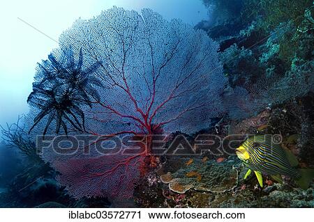 "Gorgonian or Sea Fan (Scleraxonia) and Sea Lilies or Feather Stars (Crinoidea), Raja Ampat, West Papua, Indonesia, Asia" View Large Photo Image Stock Image - "Gorgonian or Sea Fan (Scleraxonia) and Sea Lilies or Feather Stars (Crinoidea), Raja Ampat, West Papua, Indonesia, Asia". Fotosearch