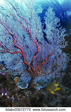 "Gorgonian or Sea Fan (Scleraxonia), Raja Ampat, West Papua, Indonesia, Asia" View Large Photo Image Stock Image - "Gorgonian or Sea Fan (Scleraxonia), Raja Ampat, West Papua, Indonesia, Asia". Fotosearch