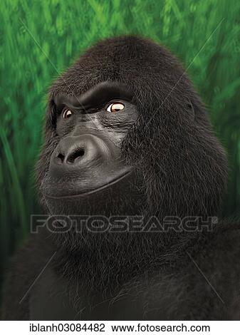 "Gorilla, portrait, 3D rendering, illustration" View Large Photo Image Stock Image - "Gorilla, portrait, 3D rendering, illustration". Fotosearch