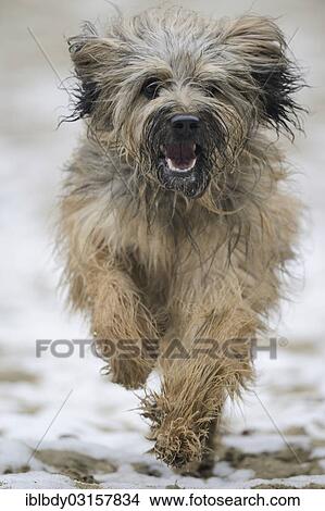 Picture - "Gos d'Atura Catala or Catalan Sheepdog, running on a sandy, snow-covered ground, Naherholungsgebiet Warwer Sand, Stuhr, Lower Saxony, Germany, Europe". Fotosearch