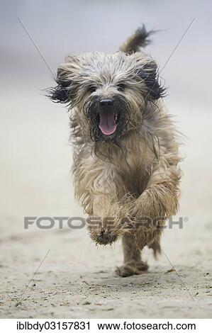 "Gos d'Atura Catala or Catalan Sheepdog, running on a sandy ground, Naherholungsgebiet Warwer Sand, Stuhr, Lower Saxony, Germany, Europe" View Large Photo Image Stock Image - "Gos d'Atura Catala or Catalan Sheepdog, running on a sandy ground, Naherholungsgebiet Warwer Sand, Stuhr, Lower Saxony, Germany, Europe". Fotosearch