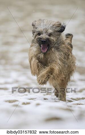 "Gos d'Atura Catala or Catalan Sheepdog, running on a sandy ground, Naherholungsgebiet Warwer Sand, Stuhr, Lower Saxony, Germany, Europe" View Large Photo Image Stock Image - "Gos d'Atura Catala or Catalan Sheepdog, running on a sandy ground, Naherholungsgebiet Warwer Sand, Stuhr, Lower Saxony, Germany, Europe". Fotosearch