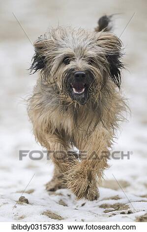 Stock Image - "Gos d'Atura Catala or Catalan Sheepdog, running on a sandy, snow-covered ground, Naherholungsgebiet Warwer Sand, Stuhr, Lower Saxony, Germany, Europe". Fotosearch