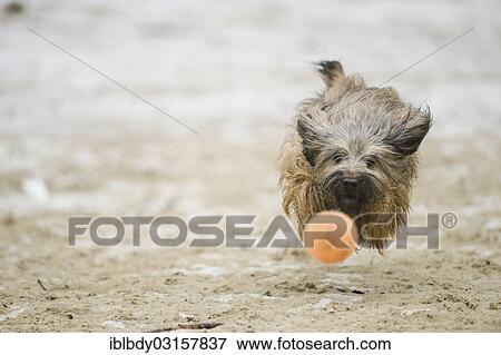 "Gos d'Atura Catala or Catalan Sheepdog, running after a ball, Naherholungsgebiet Warwer Sand, Stuhr, Lower Saxony, Germany, Europe" View Large Photo Image Stock Photo - "Gos d'Atura Catala or Catalan Sheepdog, running after a ball, Naherholungsgebiet Warwer Sand, Stuhr, Lower Saxony, Germany, Europe". Fotosearch