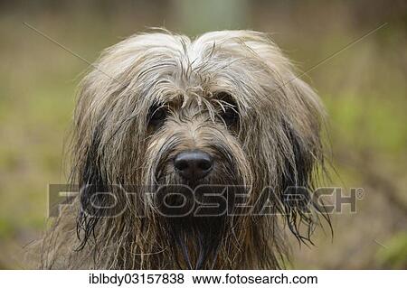 "Gos d'Atura Catala or Catalan Sheepdog, portrait, Naherholungsgebiet Warwer Sand, Stuhr, Lower Saxony, Germany, Europe" View Large Photo Image Stock Photo - "Gos d'Atura Catala or Catalan Sheepdog, portrait, Naherholungsgebiet Warwer Sand, Stuhr, Lower Saxony, Germany, Europe". Fotosearch