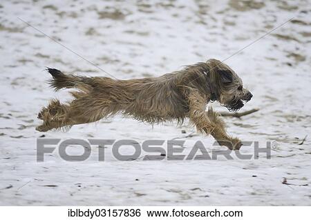 Stock Photograph - "Gos d'Atura Catala or Catalan Sheepdog, running on a sandy, snow-covered ground, Naherholungsgebiet Warwer Sand, Stuhr, Lower Saxony, Germany, Europe". Fotosearch