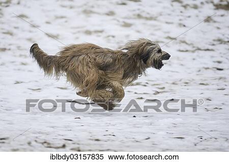 "Gos d'Atura Catala or Catalan Sheepdog, running on a sandy, snow-covered ground, Naherholungsgebiet Warwer Sand, Stuhr, Lower Saxony, Germany, Europe" View Large Photo Image Stock Photography - "Gos d'Atura Catala or Catalan Sheepdog, running on a sandy, snow-covered ground, Naherholungsgebiet Warwer Sand, Stuhr, Lower Saxony, Germany, Europe". Fotosearch