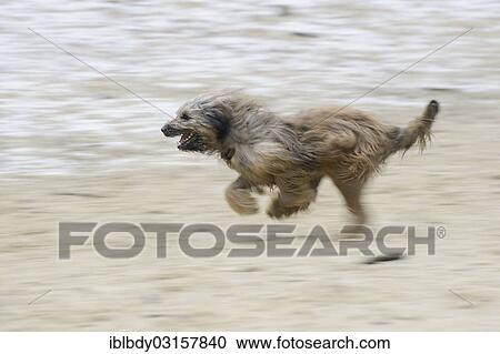 Stock Image - "Gos d'Atura or Catala Catalan Sheepdog, running on sandy, snow-covered ground, motion blur, Naherholungsgebiet Warwer Sand, Stuhr, Lower Saxony, Germany, Europe". Fotosearch
