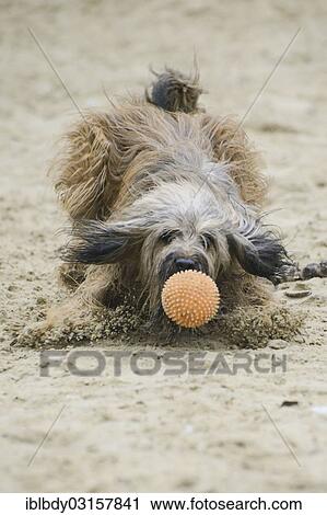 "Gos d'Atura or Catala Catalan Sheepdog, playing with a ball, Naherholungsgebiet Warwer Sand, Stuhr, Lower Saxony, Germany, Europe" View Large Photo Image Stock Image - "Gos d'Atura or Catala Catalan Sheepdog, playing with a ball, Naherholungsgebiet Warwer Sand, Stuhr, Lower Saxony, Germany, Europe". Fotosearch