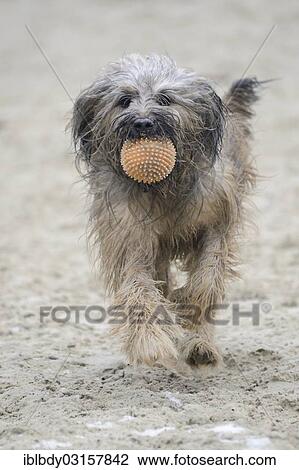 "Gos d'Atura or Catala Catalan Sheepdog, running with a ball in its mouth, Naherholungsgebiet Warwer Sand, Stuhr, Lower Saxony, Germany, Europe" View Large Photo Image Stock Image - "Gos d'Atura or Catala Catalan Sheepdog, running with a ball in its mouth, Naherholungsgebiet Warwer Sand, Stuhr, Lower Saxony, Germany, Europe". Fotosearch