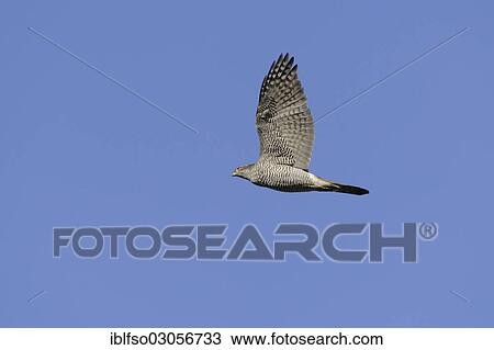 Stock Image - "Goshawk (Accipiter gentilis), in flight, Lower Saxony, Germany, Europe". Fotosearch
