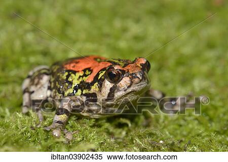 "Gottlebe's Narrow-mouthed Frog (Scaphiophryne gottlebei), Isalo National Park, Madagascar, Africa" View Large Photo Image Stock Photography - "Gottlebe's Narrow-mouthed Frog (Scaphiophryne gottlebei), Isalo National Park, Madagascar, Africa". Fotosearch