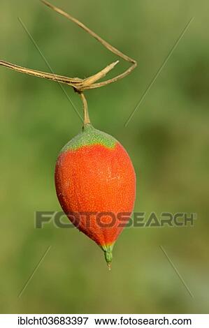 "Gourd (Trichosanthes sp. ), Fruit, Keoladeo National Park, Bharatpur, Rajasthan, India, Asia" View Large Photo Image Stock Photo - "Gourd (Trichosanthes sp. ), Fruit, Keoladeo National Park, Bharatpur, Rajasthan, India, Asia". Fotosearch
